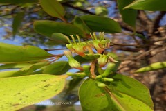 Macrosolen capitellatus
